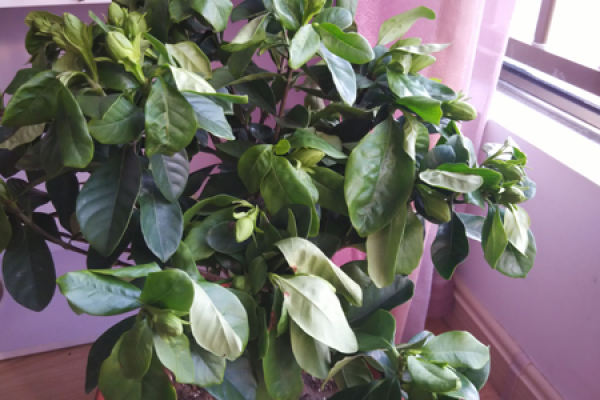 Gardenia