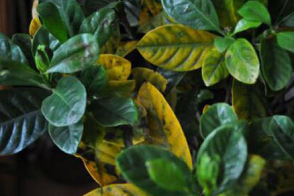 Gardenia