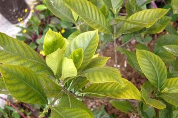 Gardenia