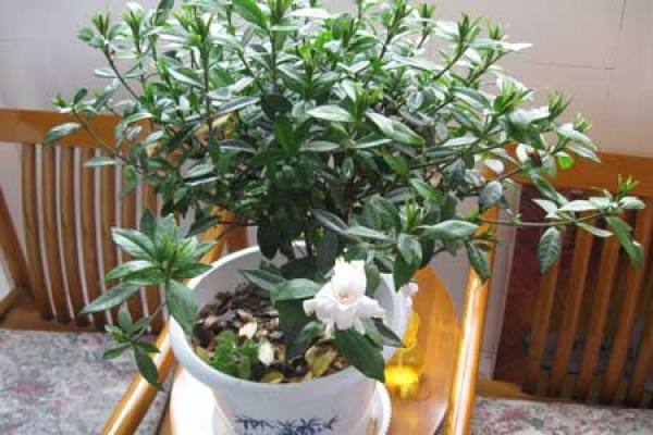 Gardenia