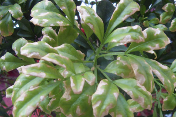 Aglaia odorata