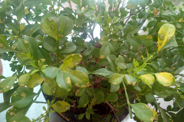 Aglaia odorata
