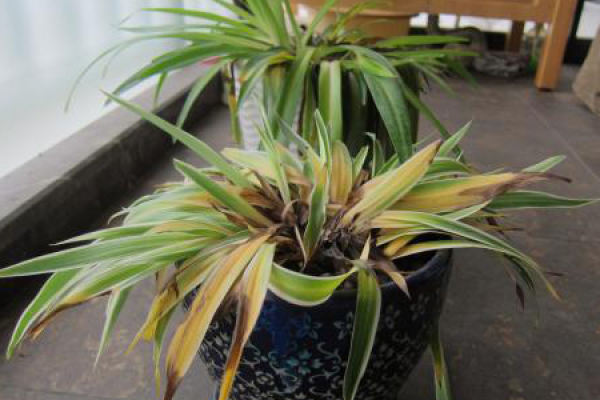 Chlorophytum comosum