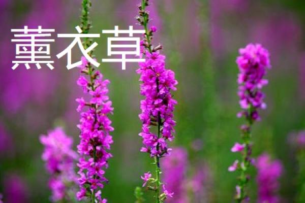Lavender