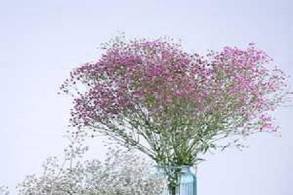 Forget-me-not