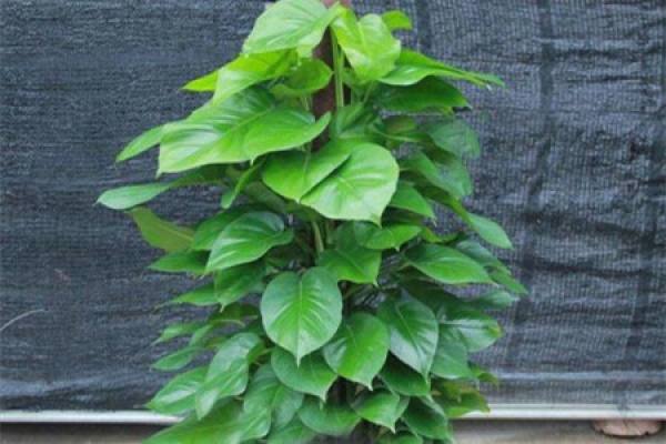 big leaf and pothos