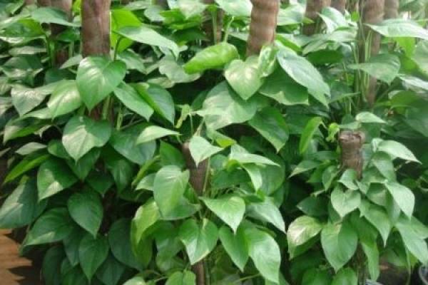 big leaf and pothos