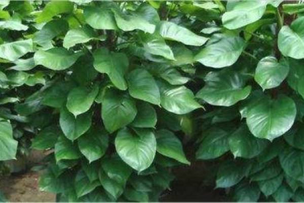 Scindapsus macrophylla
