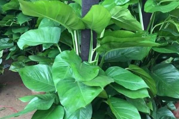 big leaf and pothos