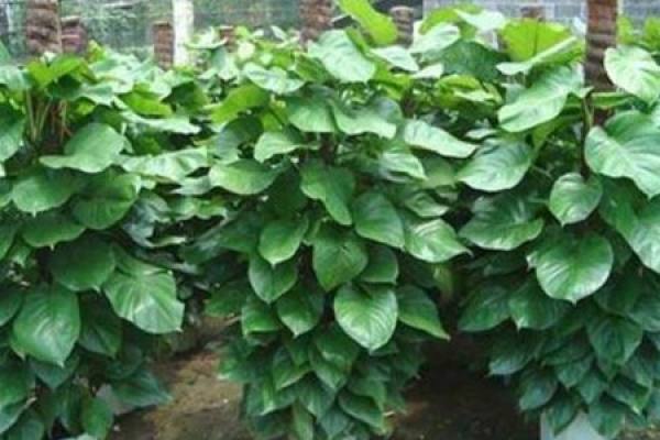 big leaf and pothos