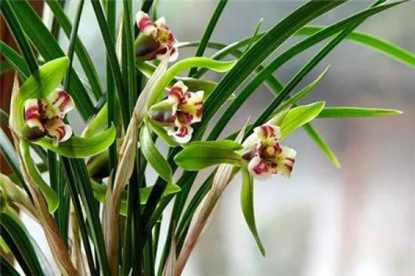 Orchid