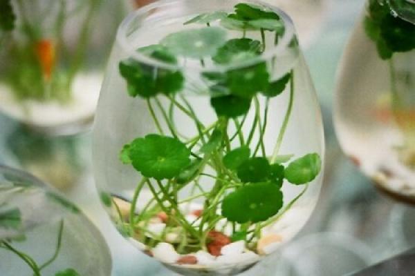 hydroponics with Coptis