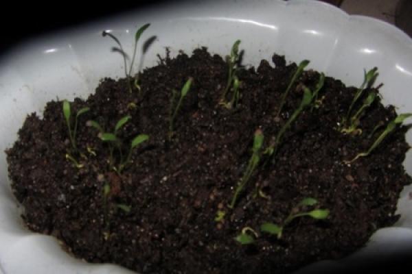 Germinated Strychnos