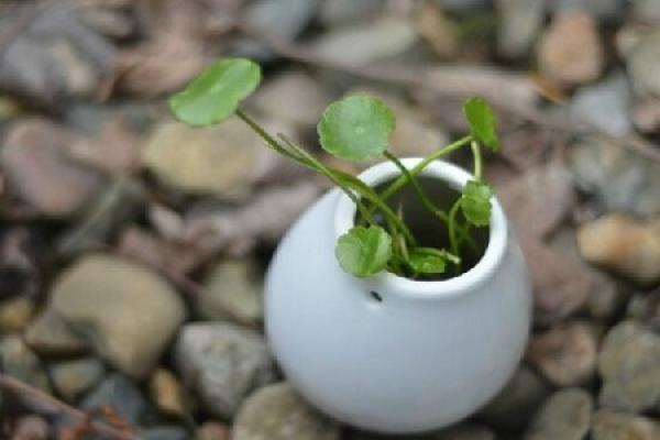 hydroponics with Coptis