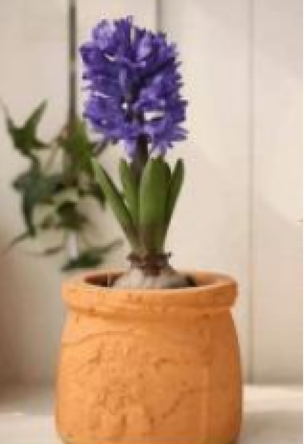 Hyacinth