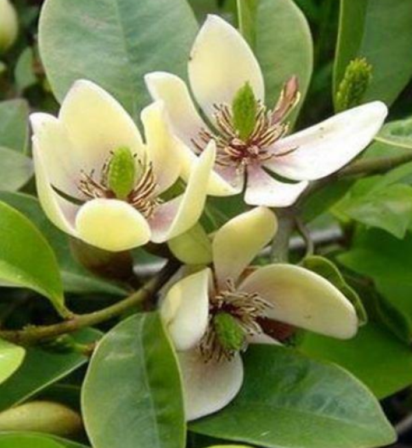 Michelia Figo