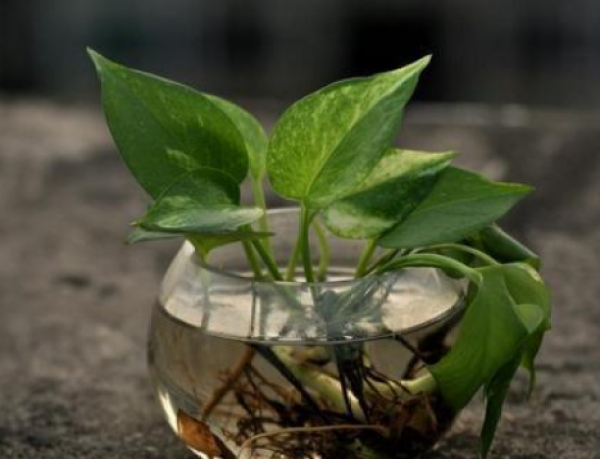 Plant