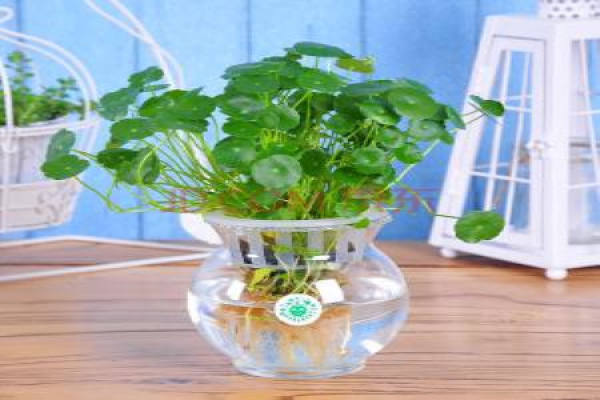 Herba Lysimachiae Christinae