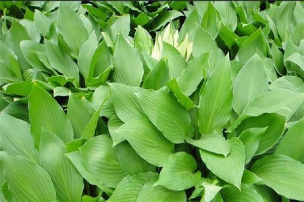 Hosta plantaginea
