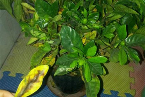 Gardenia
