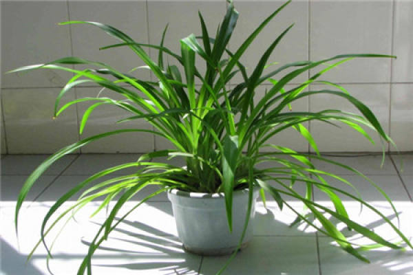 Chlorophytum