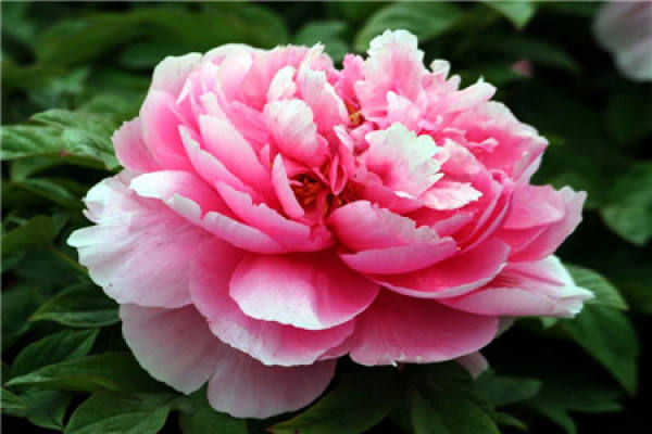 Peony Flower