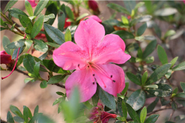 Rhododendron