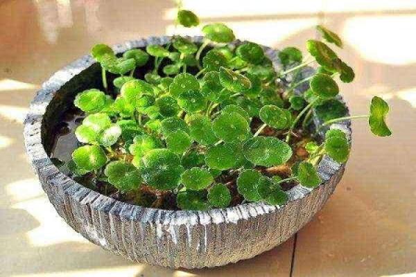 Herba Lysimachiae Christinae