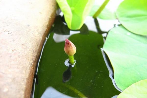 Bowl Lotus