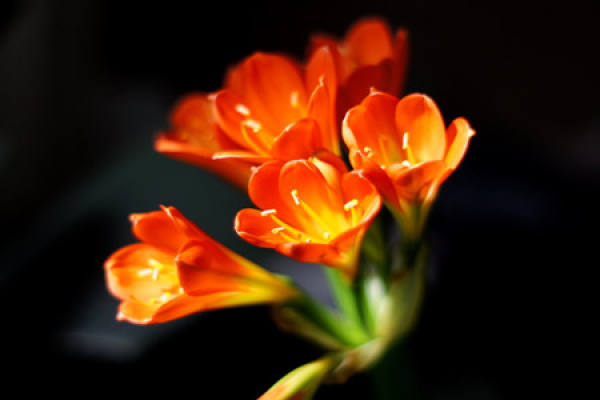 Clivia brevifolia