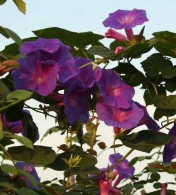 Flowers and plants