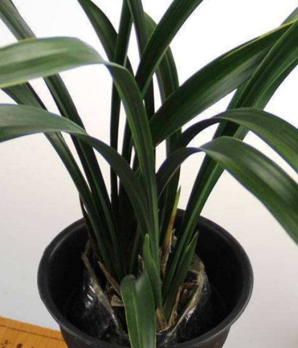 Orchid