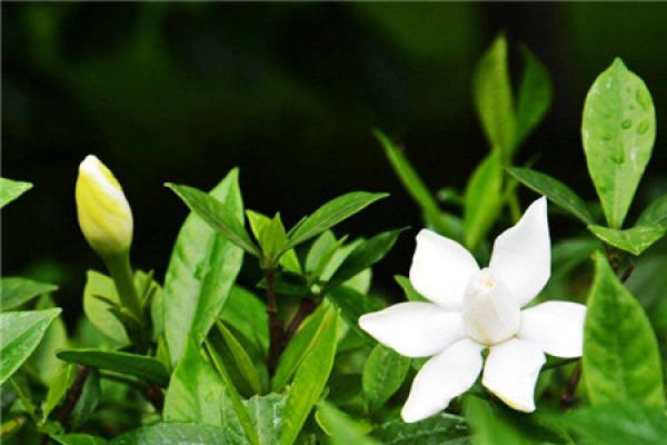Gardenia
