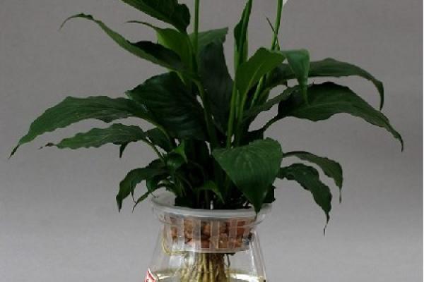 water culture Spathiphyllum
