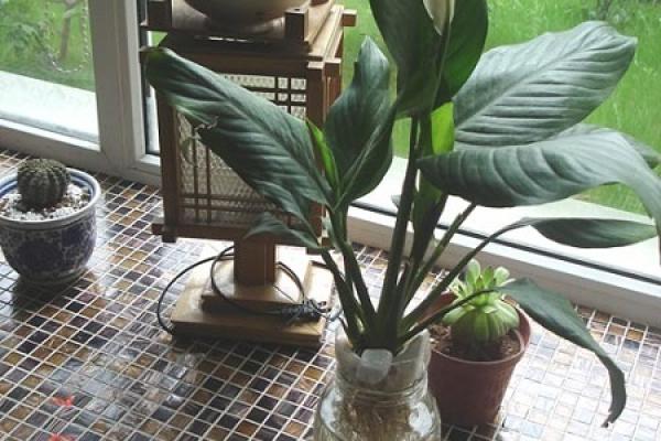 water culture Spathiphyllum