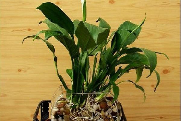 Hydroponic Spathiphyllum