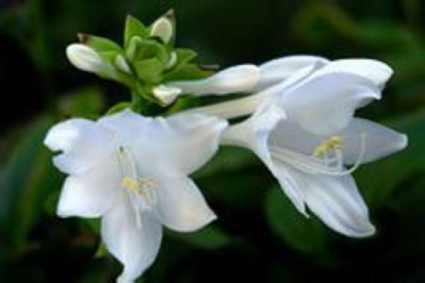Jade Flower