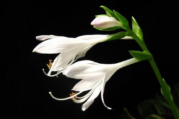 Jade Flower