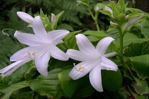 Hosta plantaginea