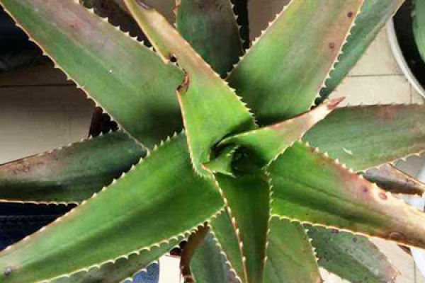 aloe