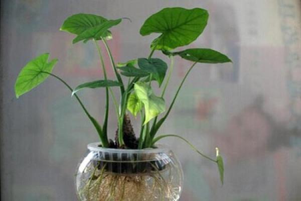 Dishui Guanyin Dishui Guanyin