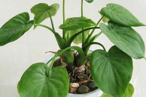 Dishui Guanyin Dishui Guanyin