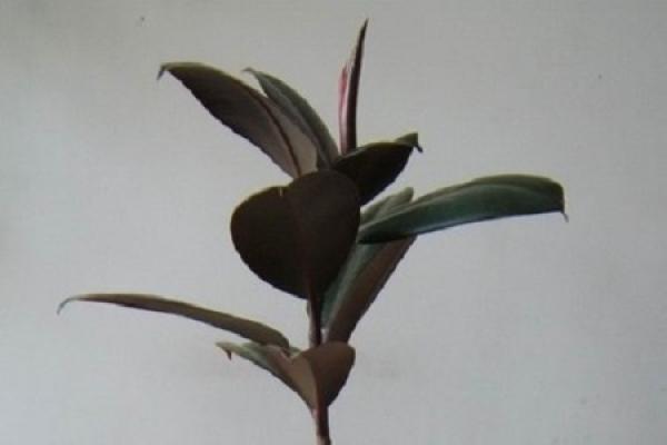 Rubber Tree