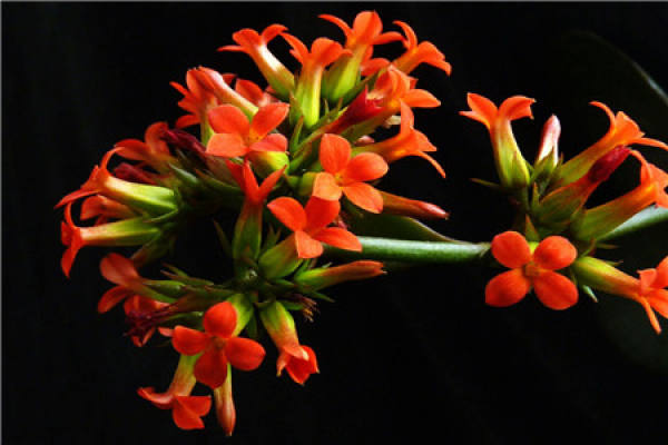 longevity flower