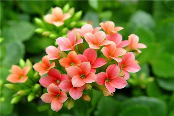 Jonquil