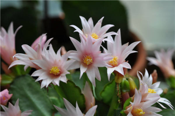 Zygocactus japonicus