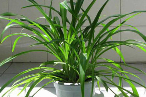 Chlorophytum comosum