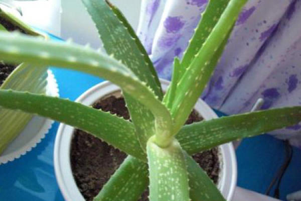 Aloe