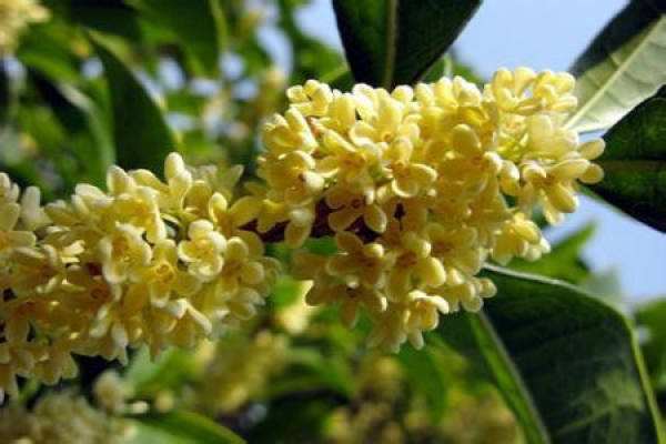 Sweet-scented osmanthus
