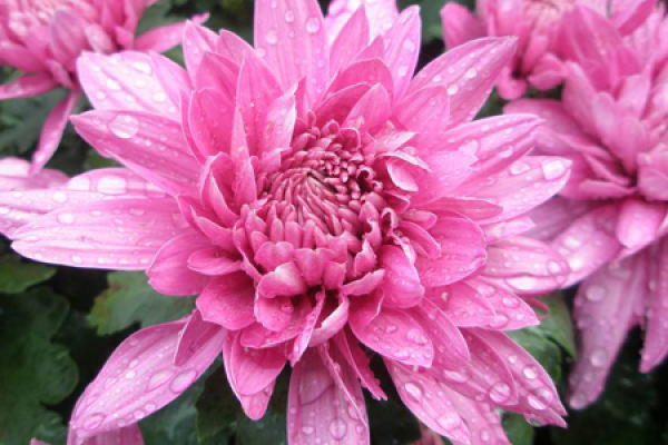 chrysanthemum